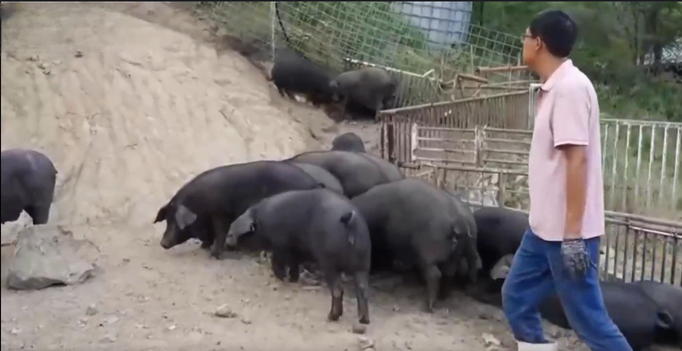 80后小伙回乡养猪发大财,80后小伙创业养猪