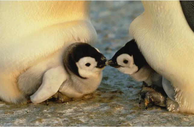 动物界中最可怕的父母们,动物界最高等和最低等
