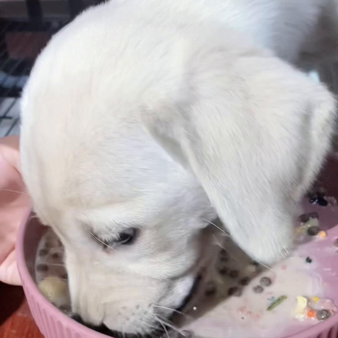 拉布拉多幼犬喂养的最佳方法,拉布拉多幼犬新手怎么喂