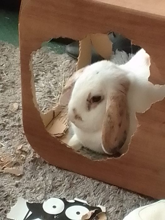 兔兔超可爱的真人照片,兔兔超可爱露脸照片