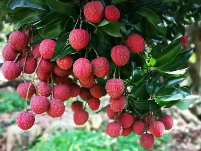 广州摘荔枝一日游最佳路线,从化自驾游荔枝采摘园