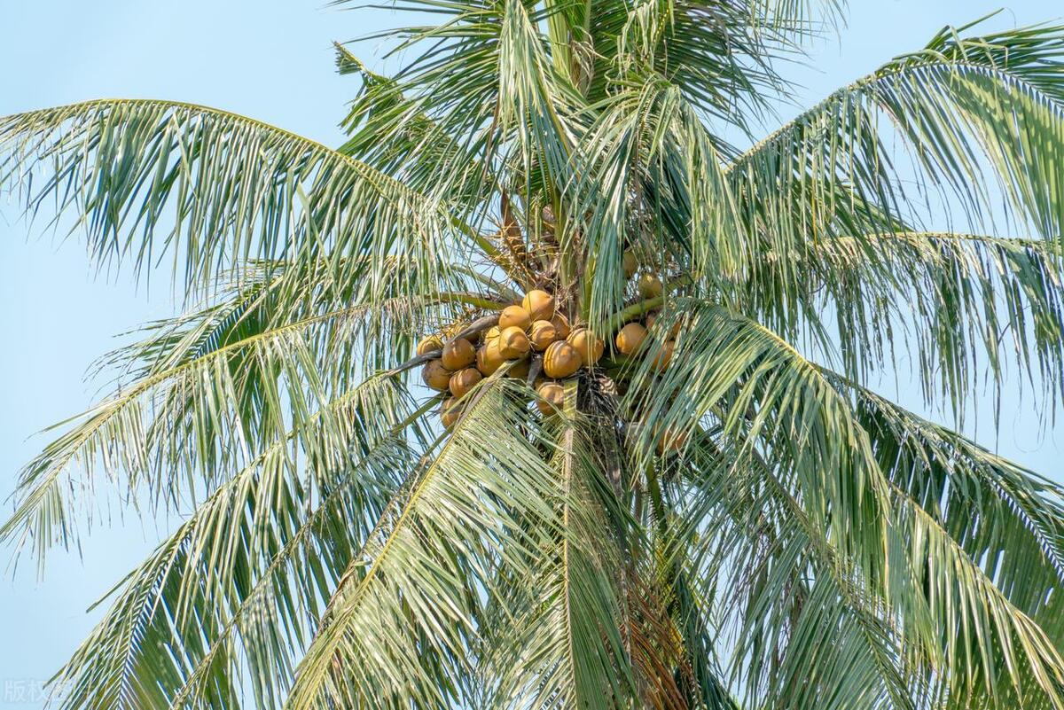 各种植物种子旅行方式,你还知道哪些植物种子旅行的方法
