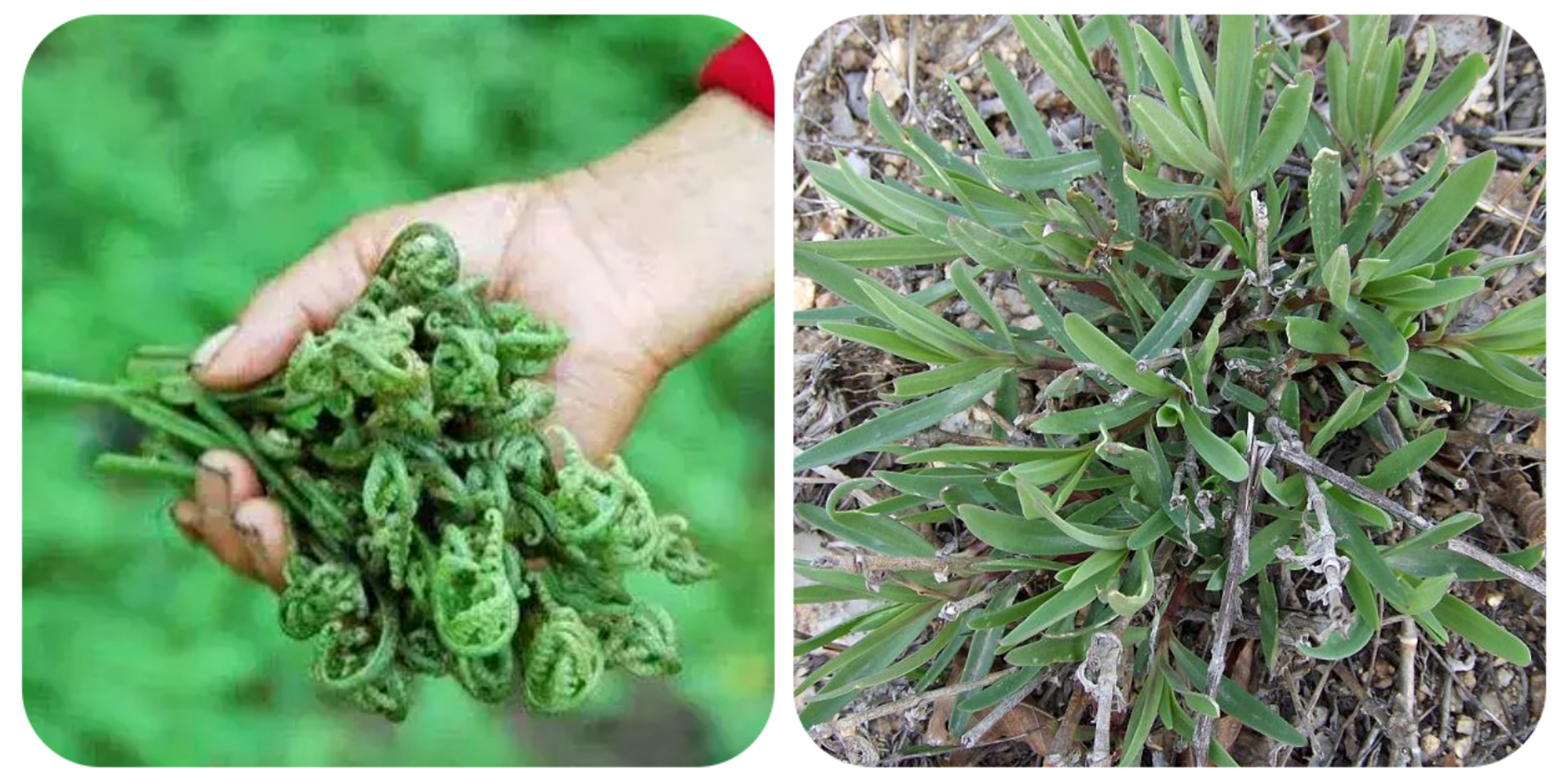 可以吃的野菜大全100种图解,教你认识100种野菜