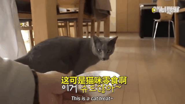 怎么给猫用中医把脉,中医给猫咪吃中药