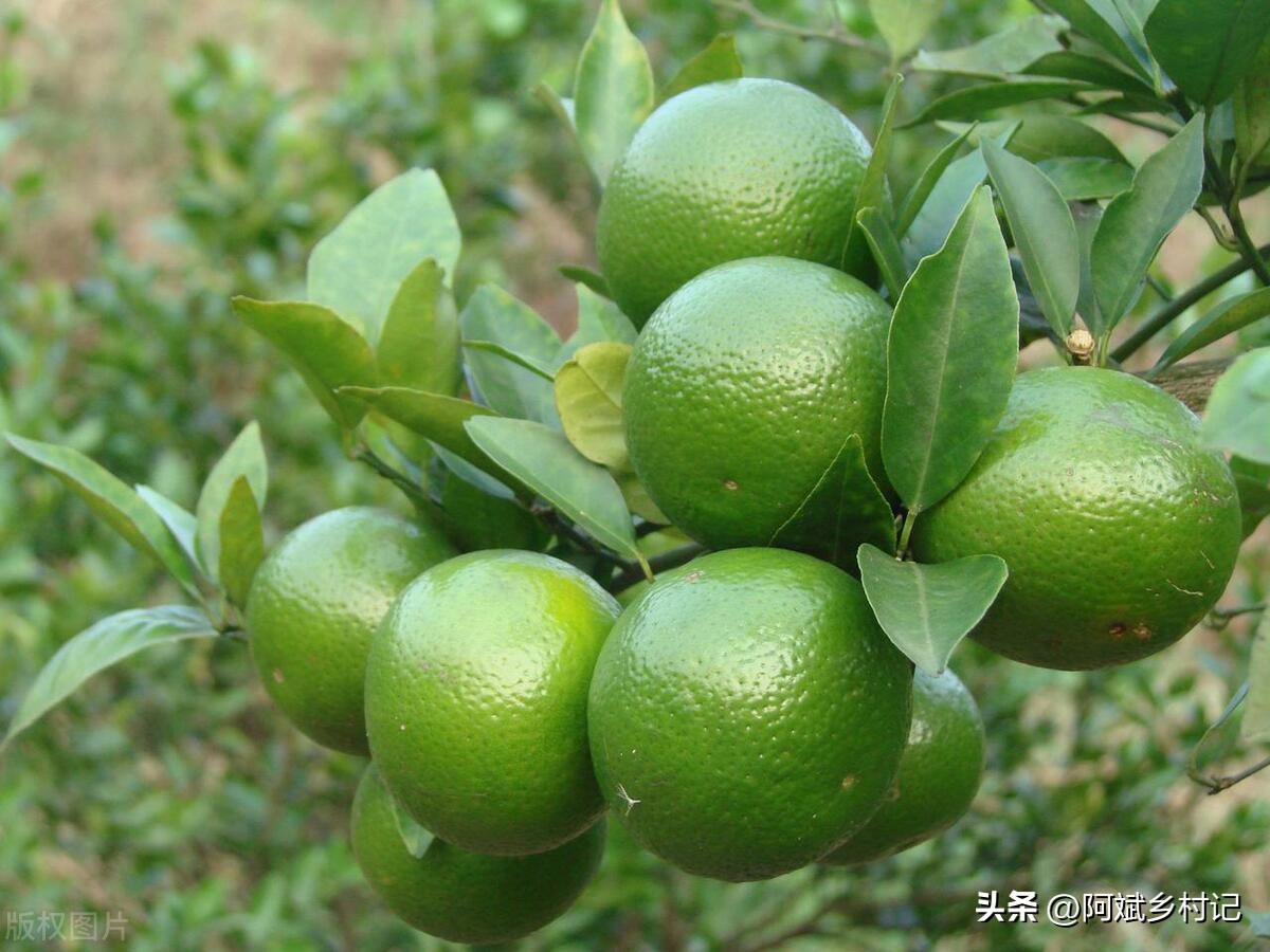 一亩三分地的新农人,如何在农村利用十亩地月入十万