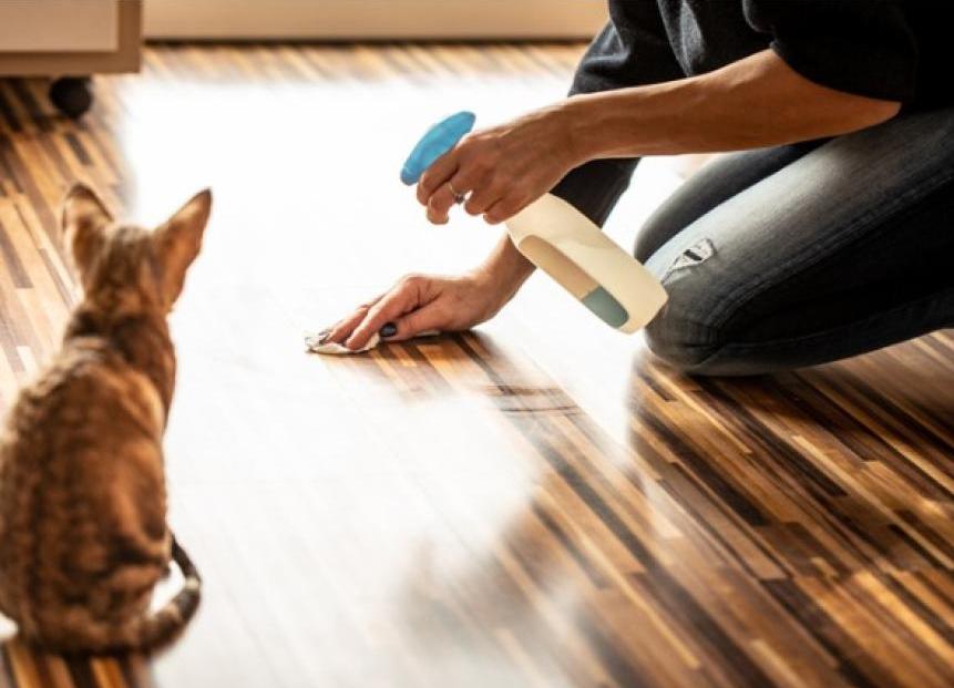 什么办法能阻止猫在床上撒尿,怎么阻止猫在花盆里大小便