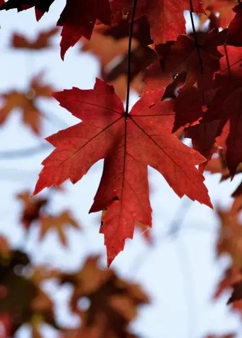 每个国家的国花分别都是哪些,你还知道有哪些国家的国花吗