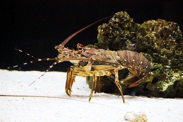 帕劳是一个什么样子的国家,帕劳这个国家怎么样了