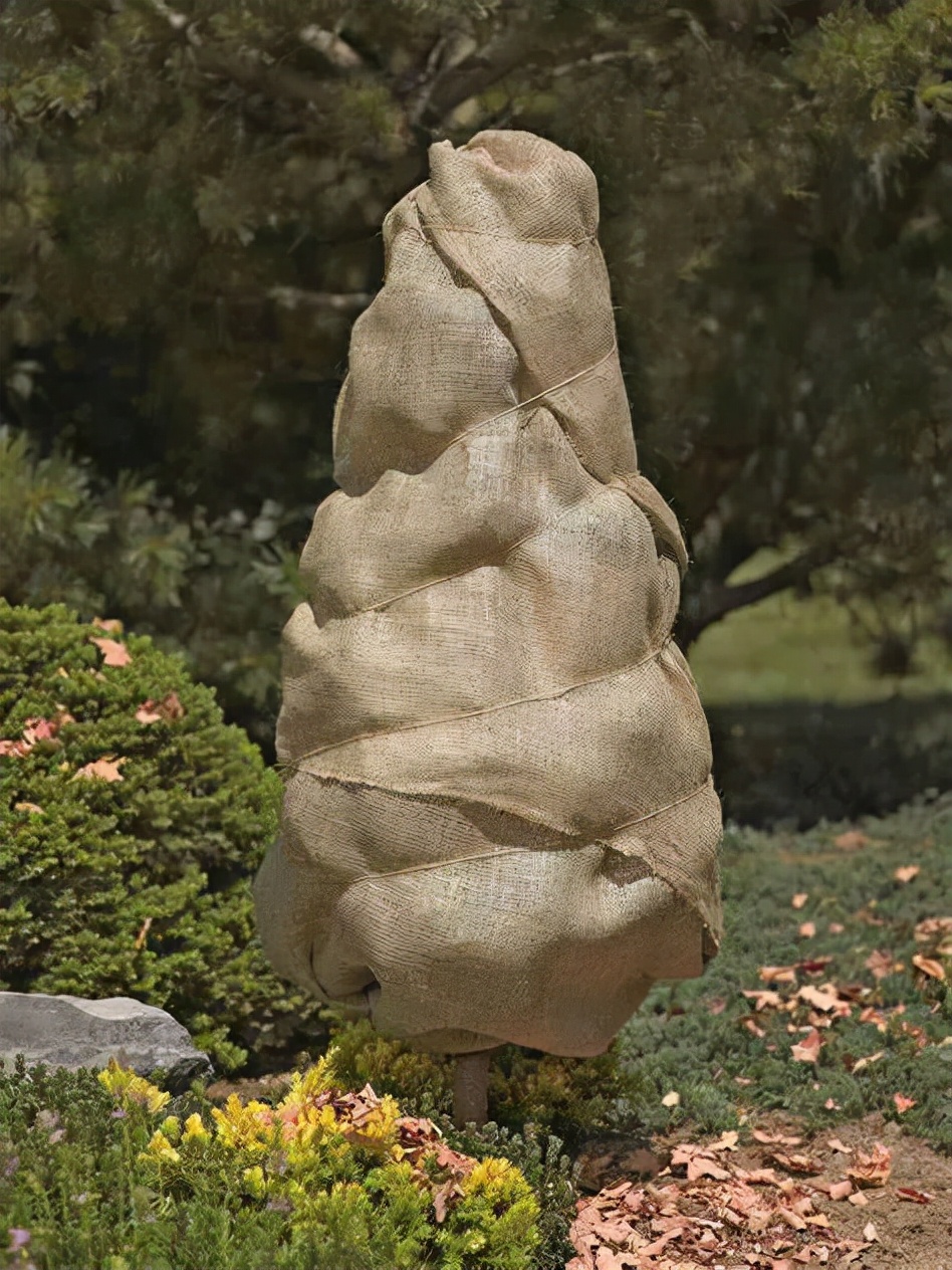 冬天在室内不怕冻的有哪些植物,冬季适合室内不怕冻的植物