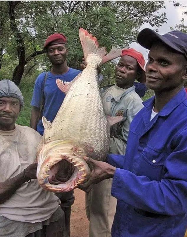 十种颜值最高的鱼,这些长相奇怪的鱼你认识几条
