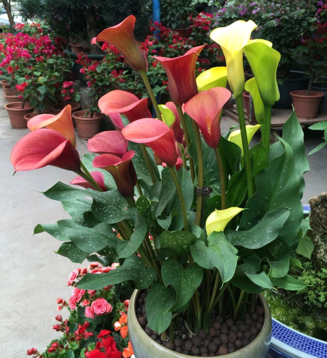 百花齐放春意浓群芳争艳,百花齐放喜迎新春