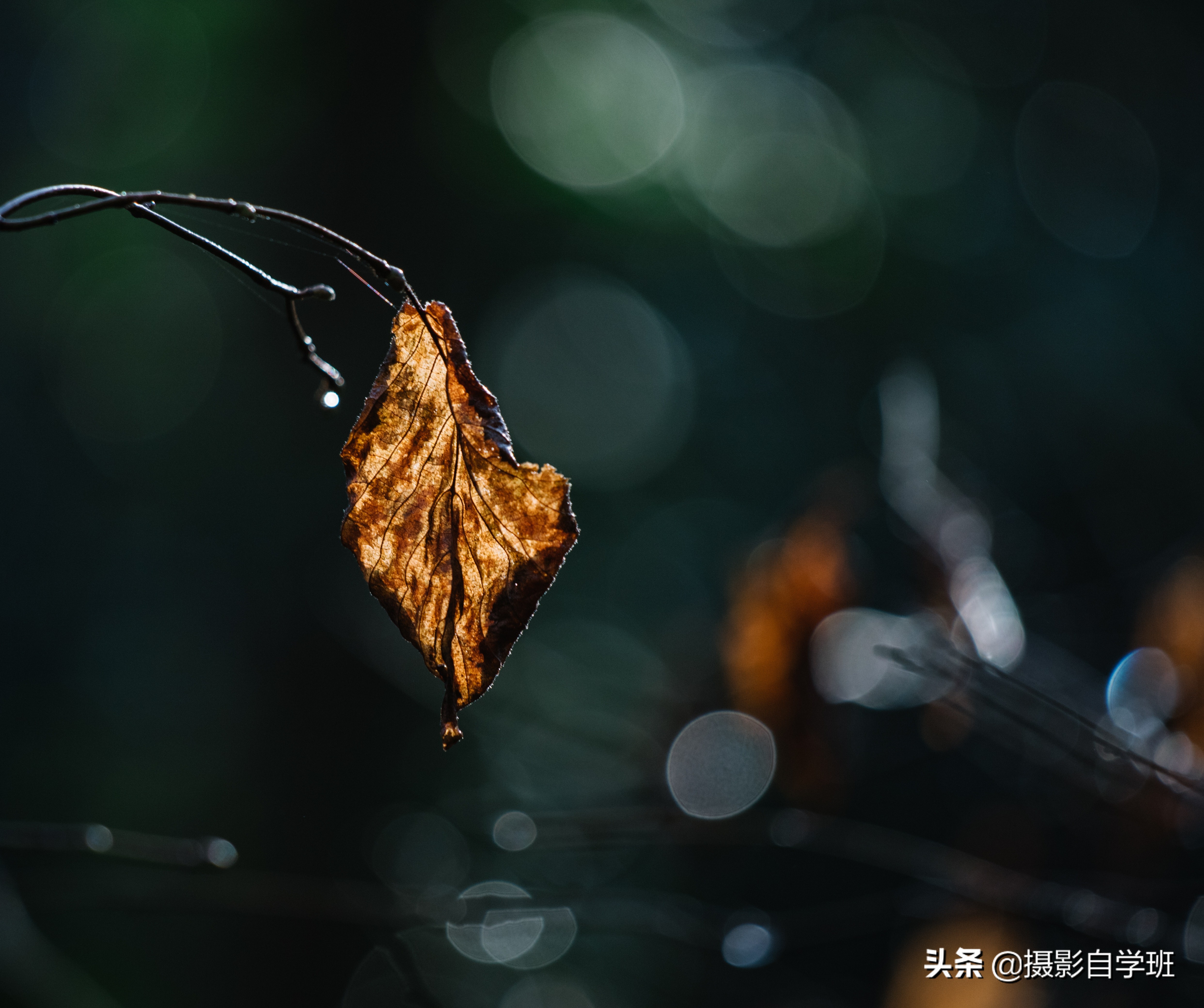 叶子怎么拍人出高级感,叶子怎么拍高级