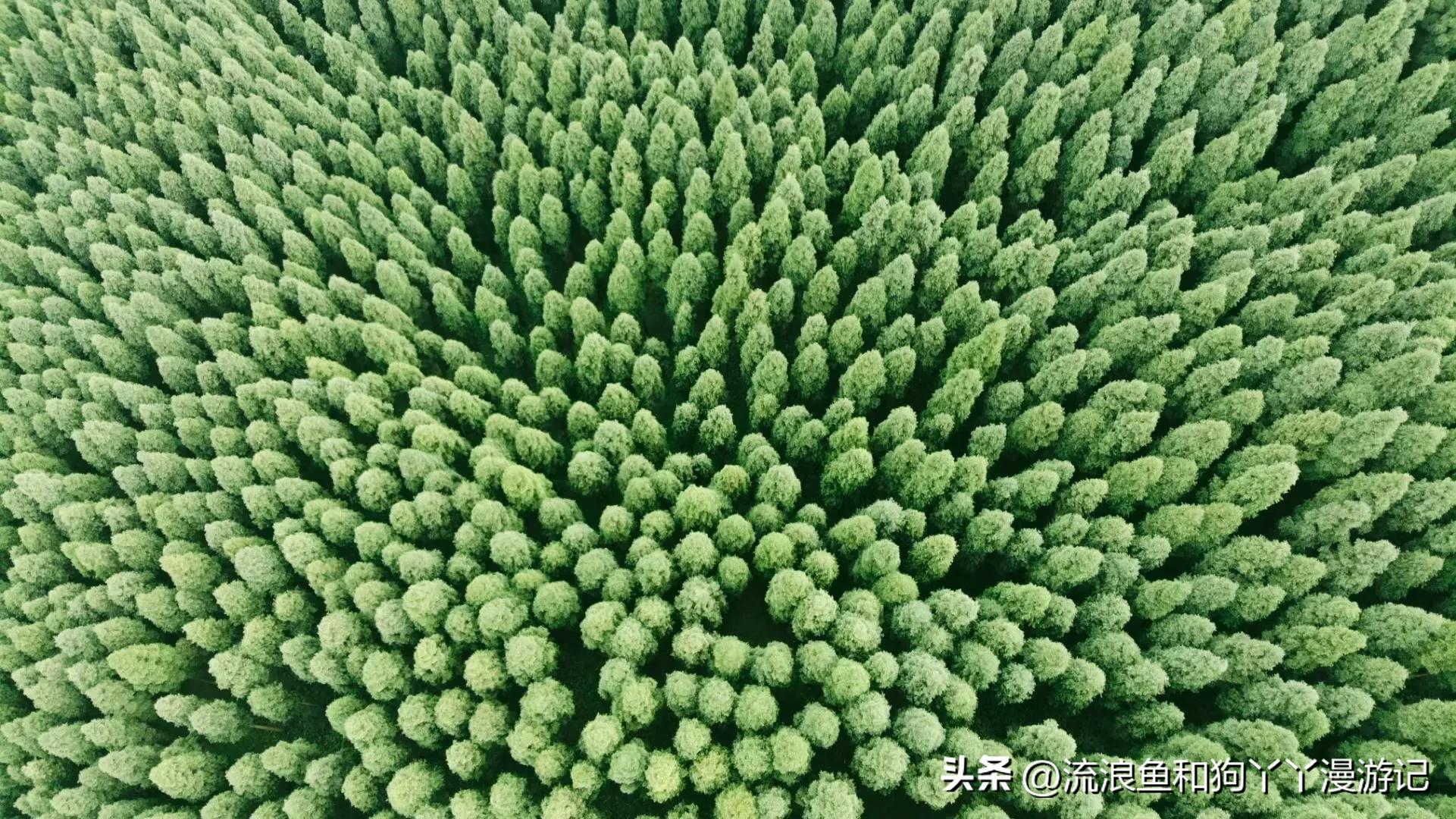 四月份成都近郊一日游好去处,2022成都近郊看雪一日游最佳去处