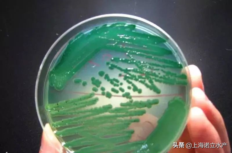 如何判断虾有没有弧菌了,为什么养虾弧菌越杀越多