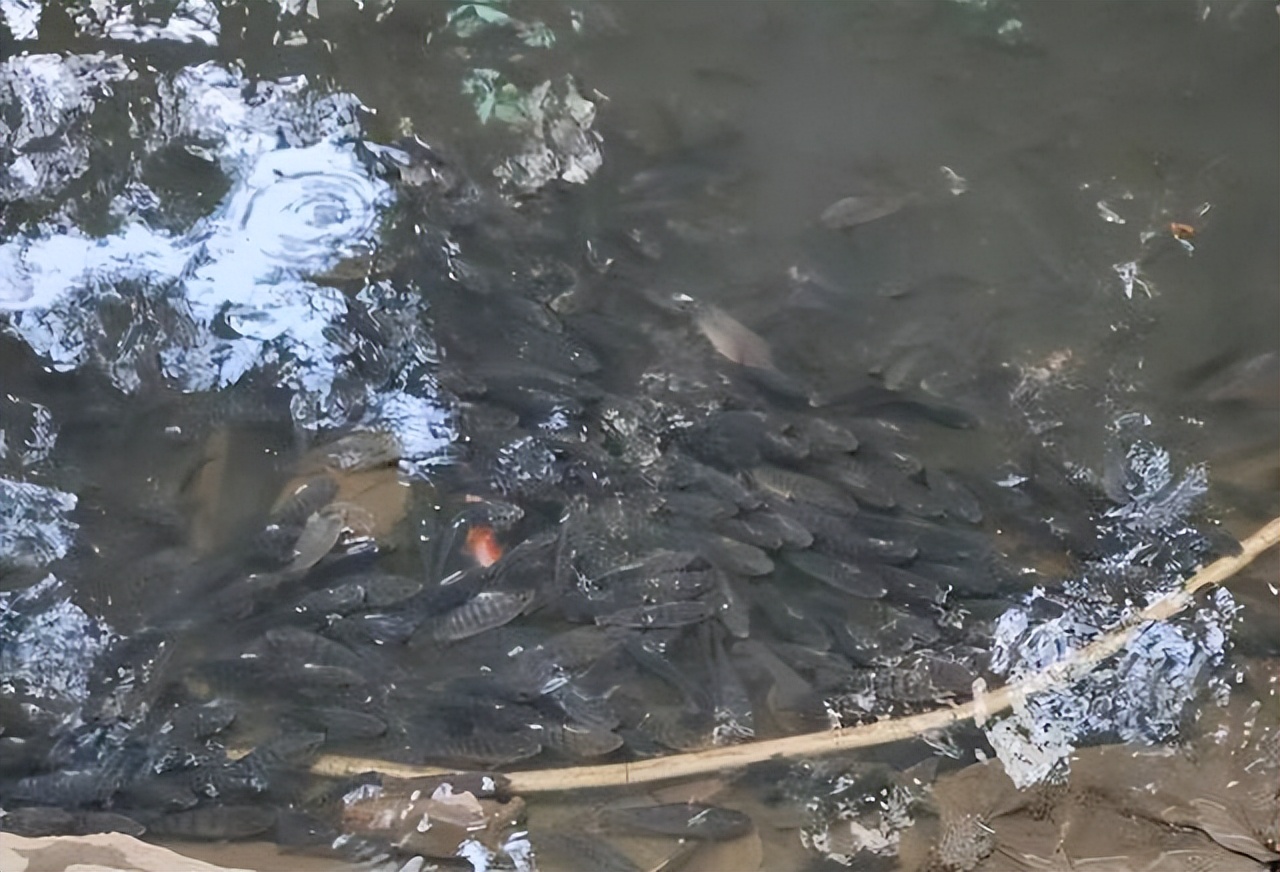 两块一斤没人要！老人路边卖非洲鲫鱼，路人：猫都不吃