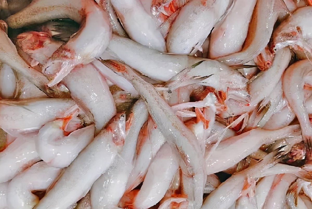 最常见的50种食用鱼吃法和价格,十种常用食用鱼类介绍