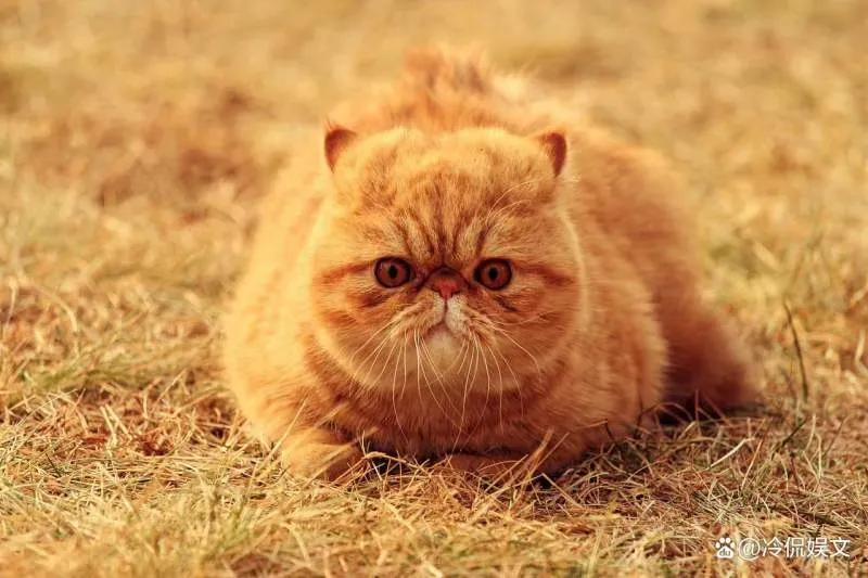 猫咪为什么是小老虎呢,刚出生的猫咪跟老虎一起长大