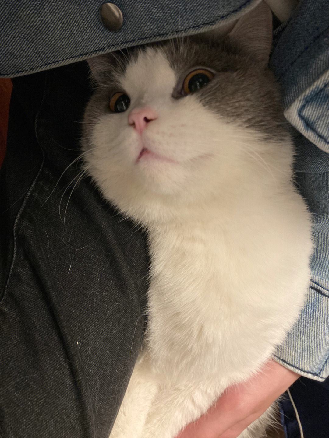 猫咪的胡子正常是怎样的,猫咪的胡须小知识