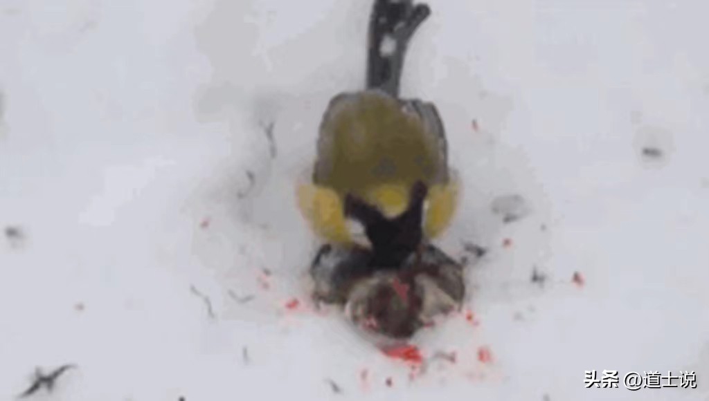 遗传的基因有多可怕,可怕的遗传基因有哪些