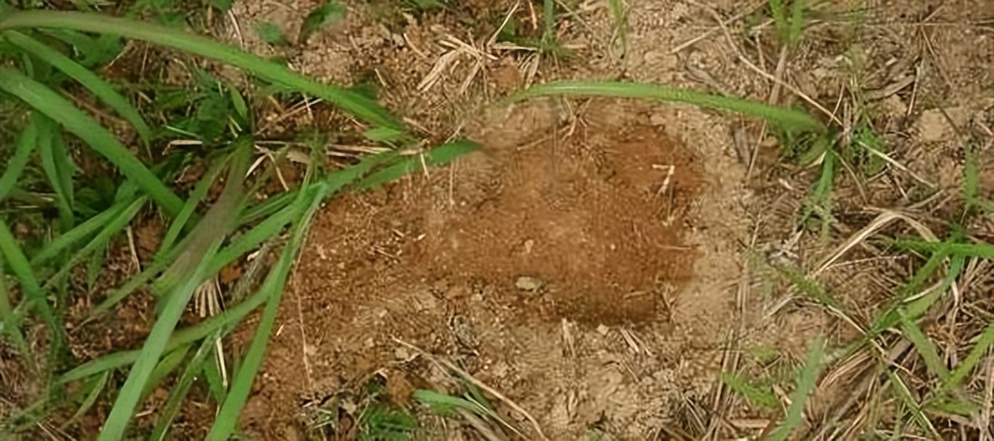 野外如何抓兔子,在野外怎么能逮到兔子