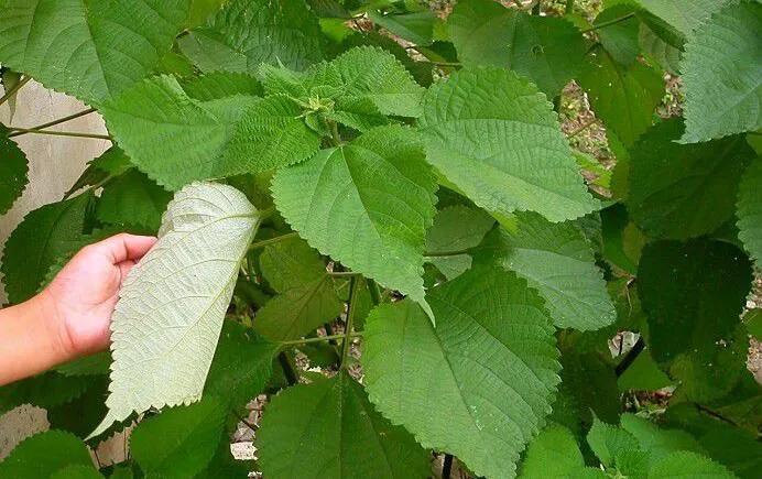 亩利润2万的种植项目,农村种植3亩地一年的利润