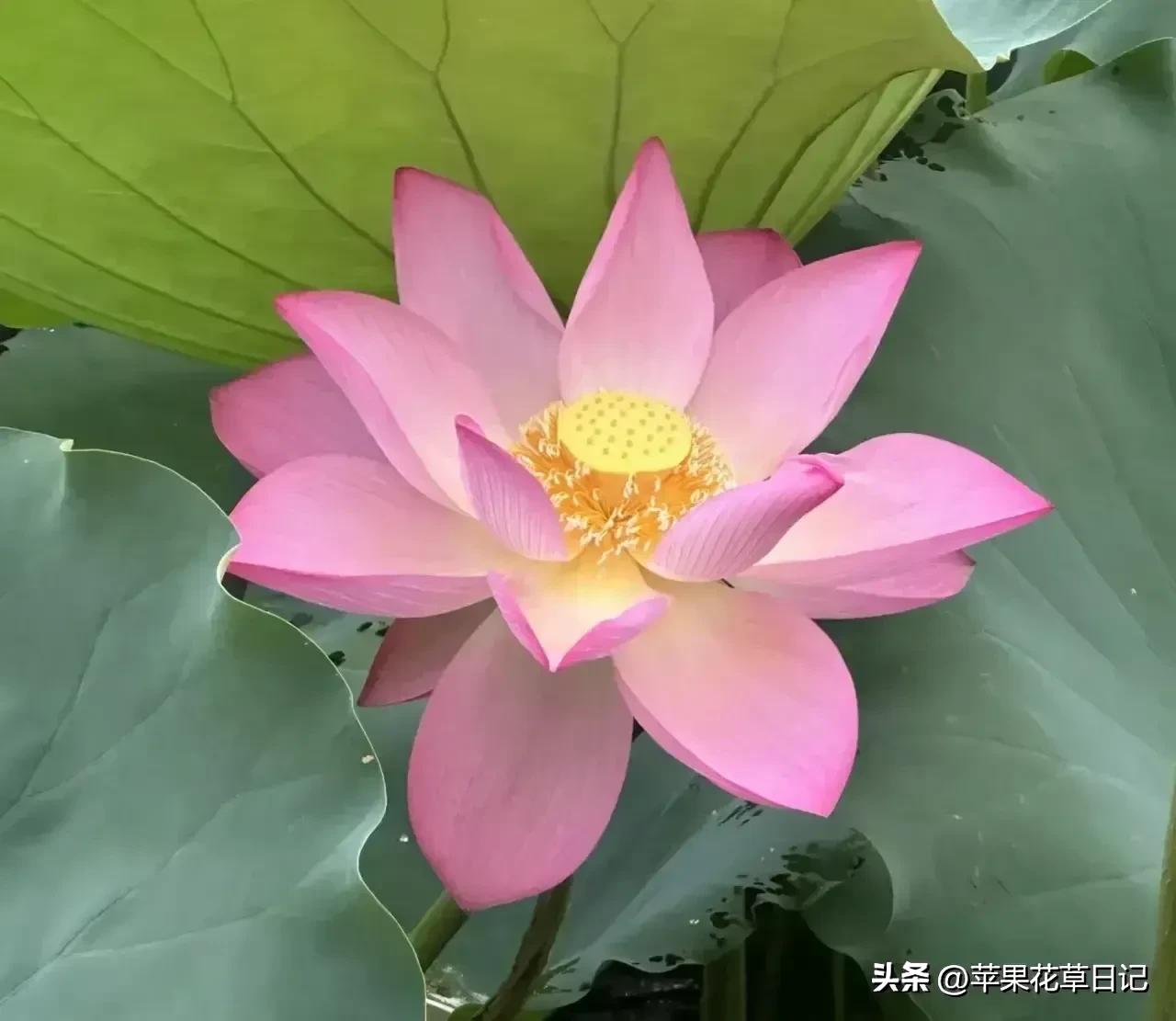 莲花盛开欣赏,绝美的莲花