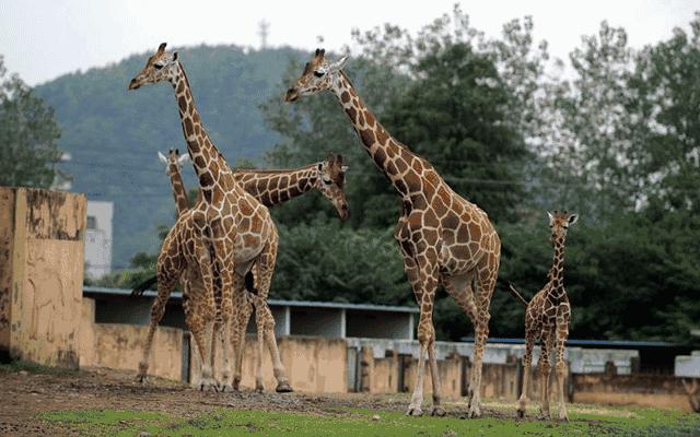 长颈鹿踢飞狮子,狮子偷袭长颈鹿长颈鹿使出杀手锏