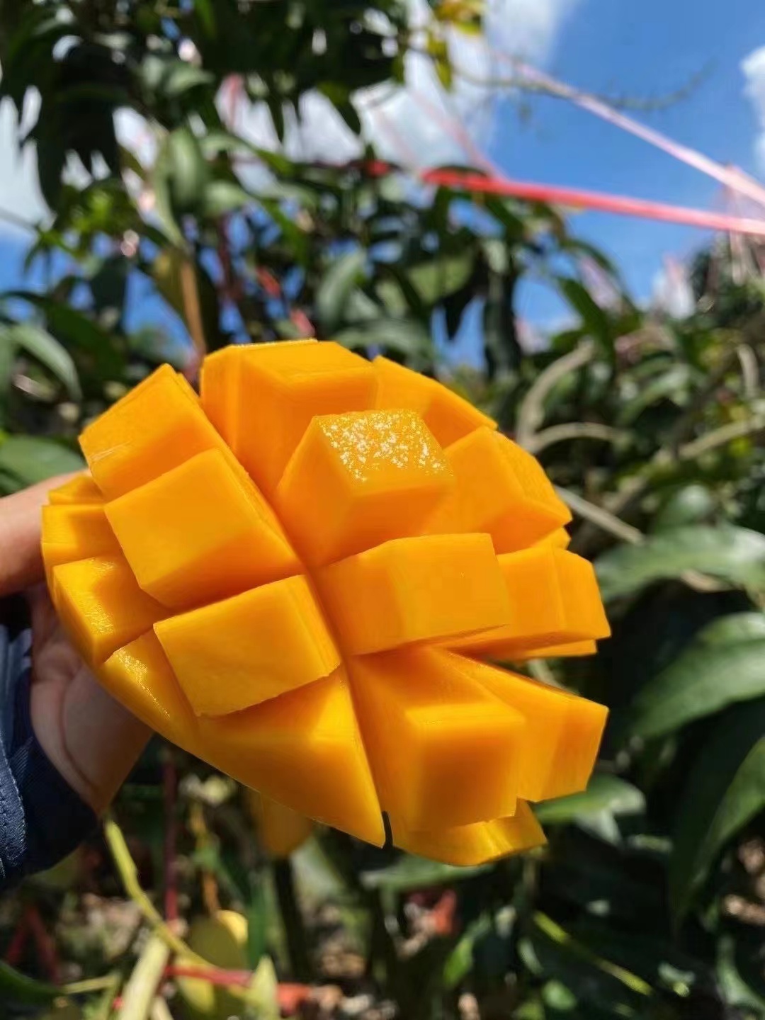 最好吃的芒果没有之一又甜又糯,广西芒果和海南芒果哪个好吃