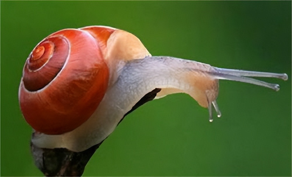 白玉蜗牛开箱视频,白玉蜗牛怎么怀孕