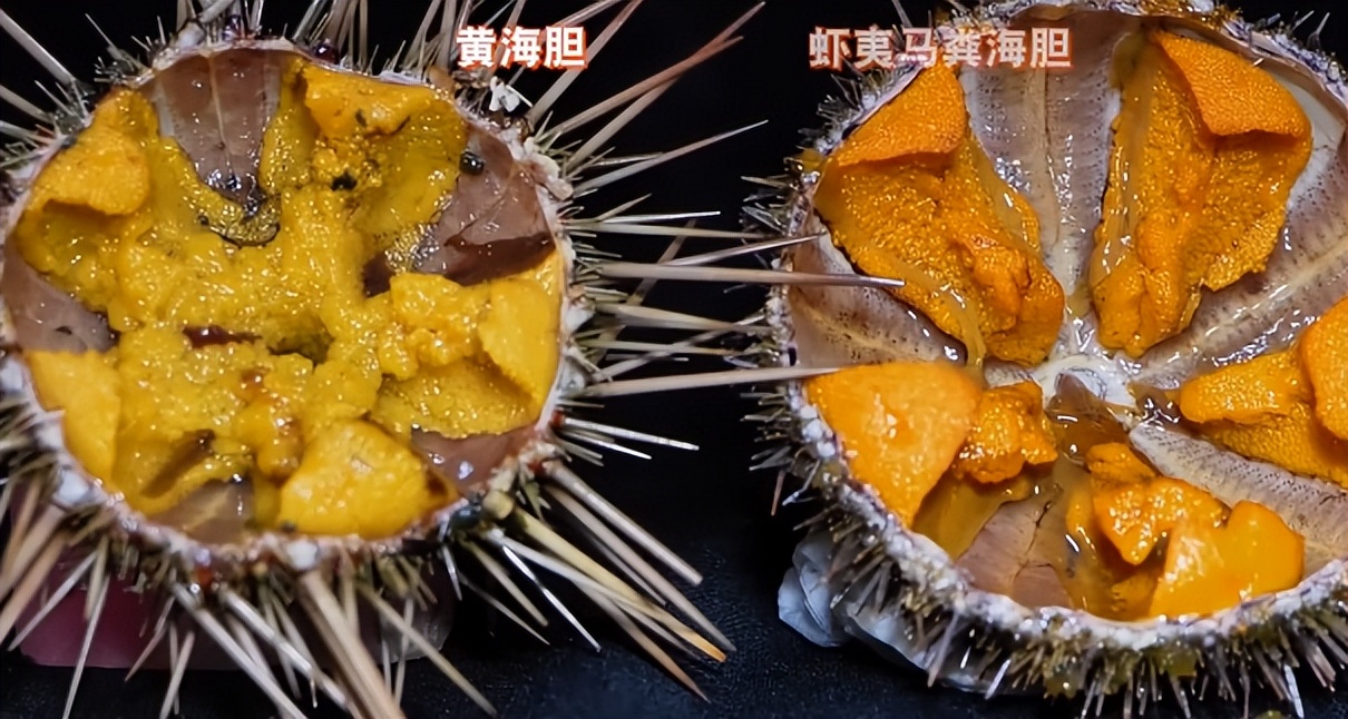 仅有积蓄23块钱，山东小伙大胆借600万，捞出大连海底“小黄金”