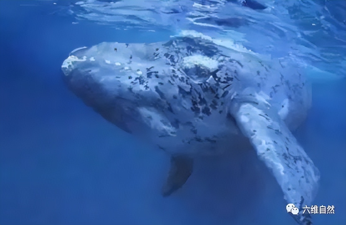 座头鲸张开大嘴捕食,鲸鱼吃巨鲸