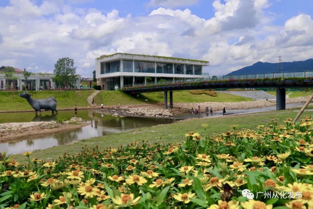 良口镇良平村番薯,从化良口镇高山番薯