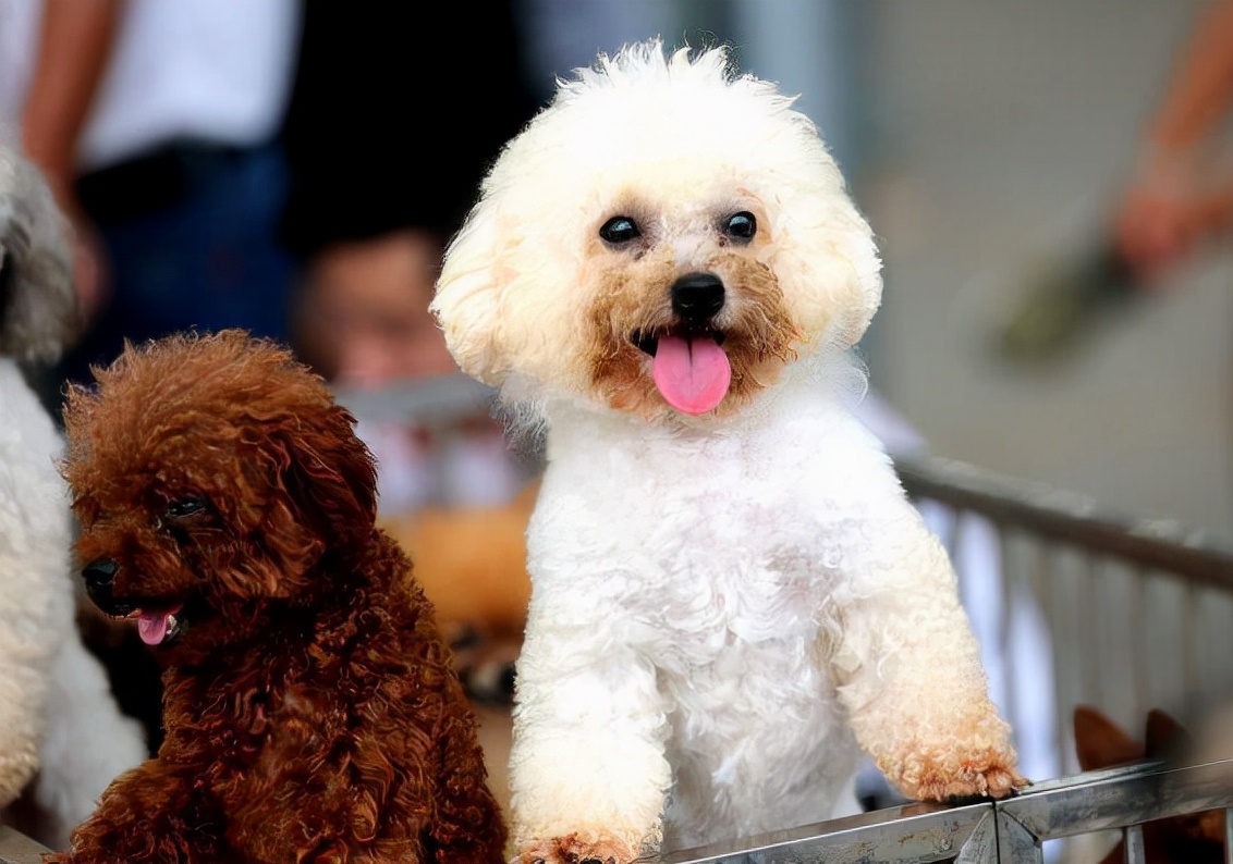 为什么说宠物狗流浪，等于慢性自杀？看看这只泰迪犬你就知道了