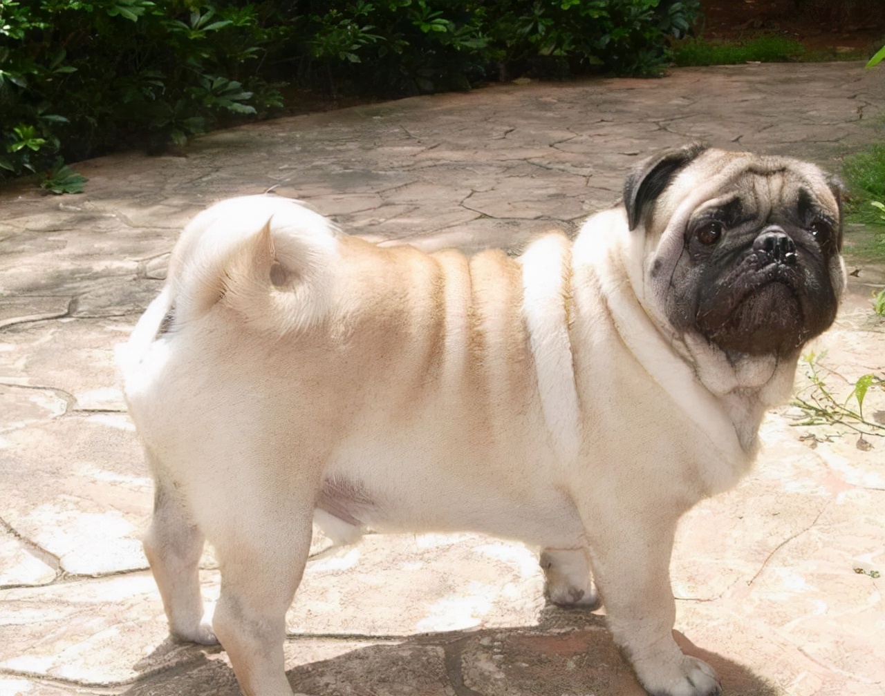 巴哥狗生病的各种症状,巴哥便秘怎么办