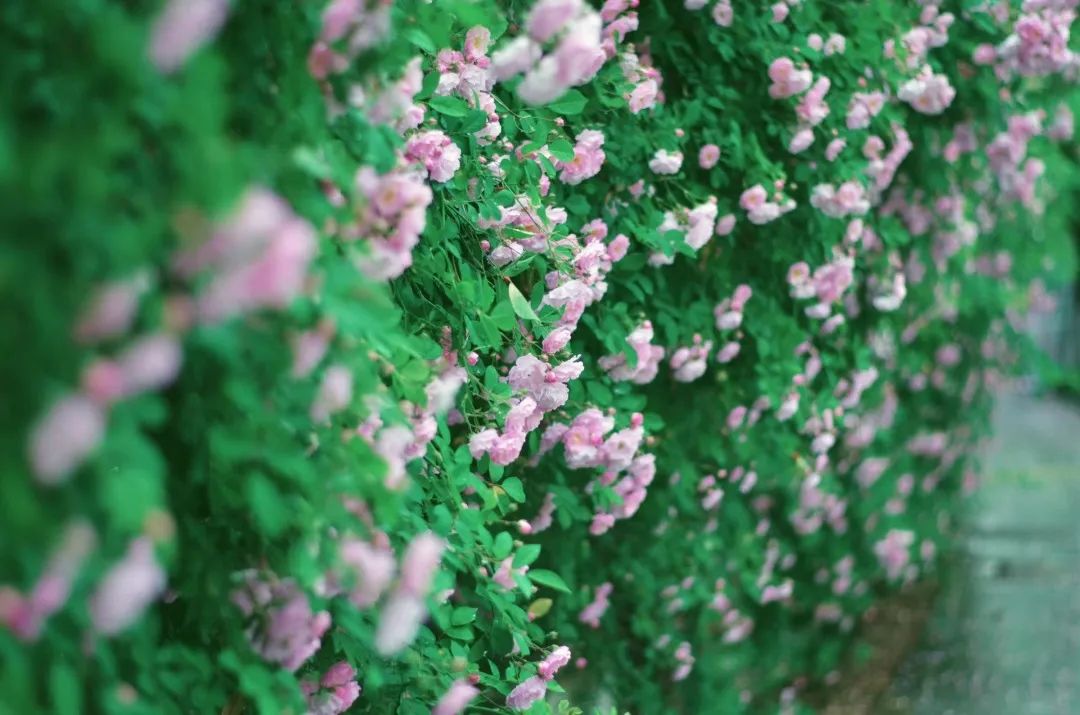 太仓蓝色花海,太仓好看的花海