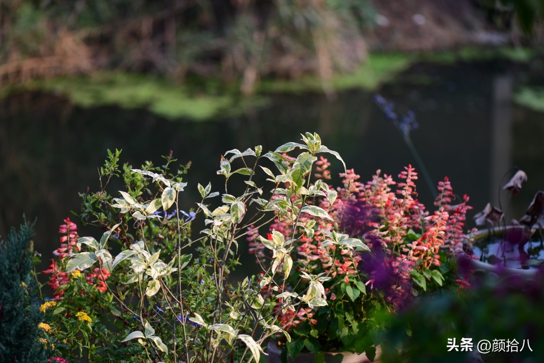 几乎没有存在感的七里香，到底是怎样的？|园丁