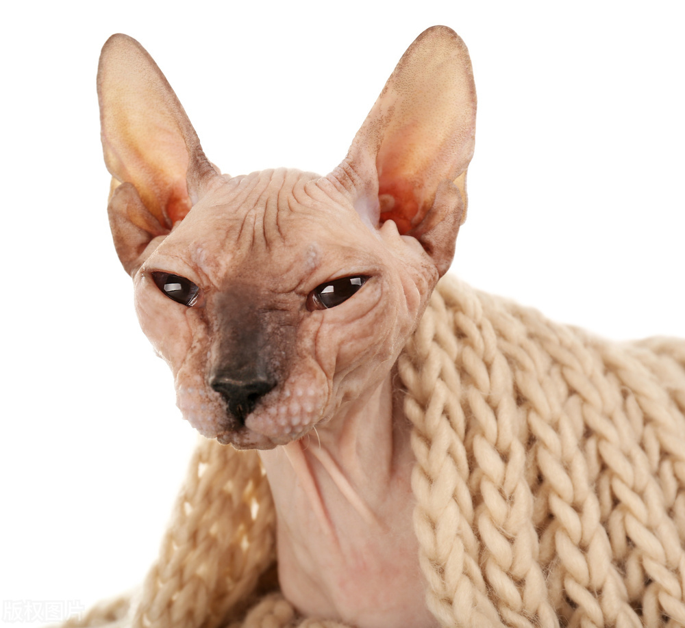 带无毛猫去宠物店洗澡,无毛猫不洗澡会生病吗