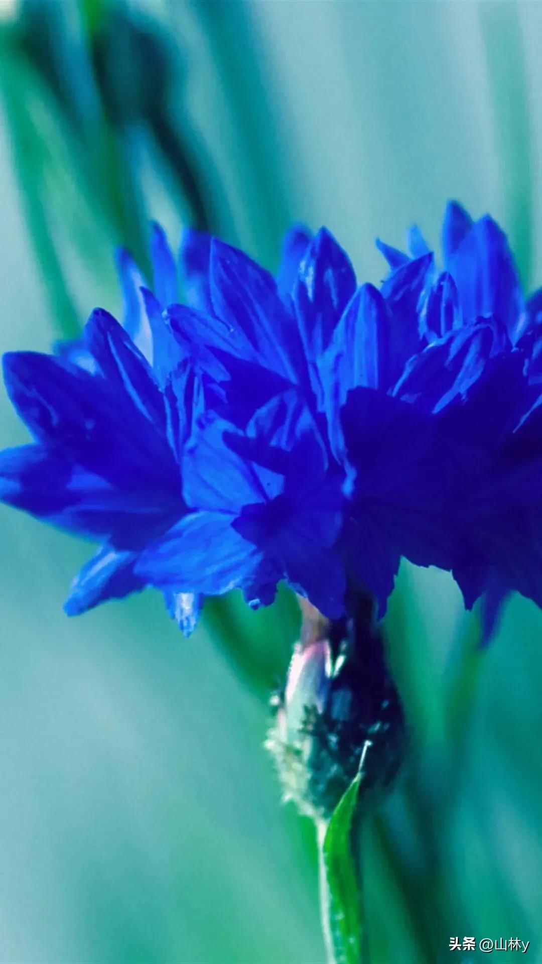 十大绝美花朵,绝美花朵视频