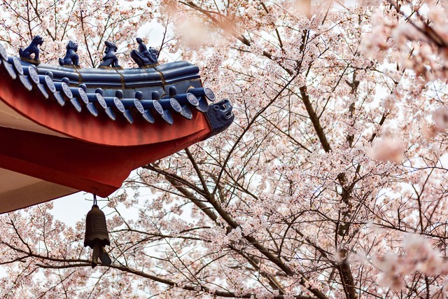 租客跟房东说要养宠物结果是匹马,租客和房东说养宠物结果是匹马