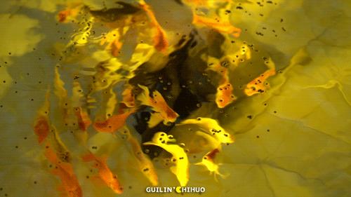 一鱼7吃！11斤以上大活鱼现做！桂林市郊这处田园秘境太会做了！