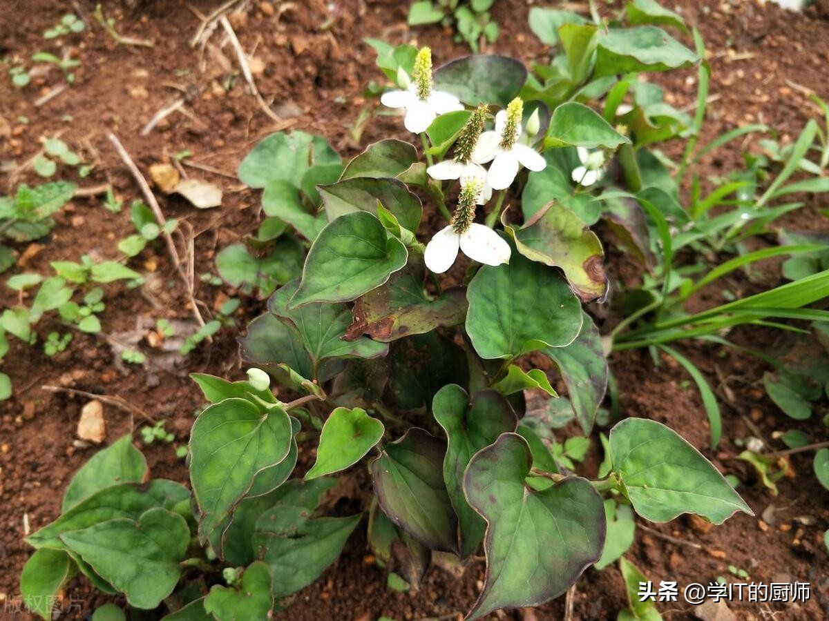 贵州村超附近美食涨价吗,贵州特色美食折耳根是什么