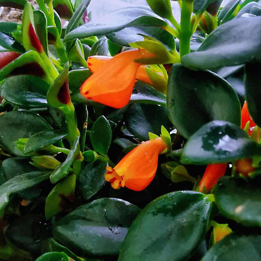 金鱼花怎么养才能长得快又茂盛,金鱼花养护技巧和注意事项