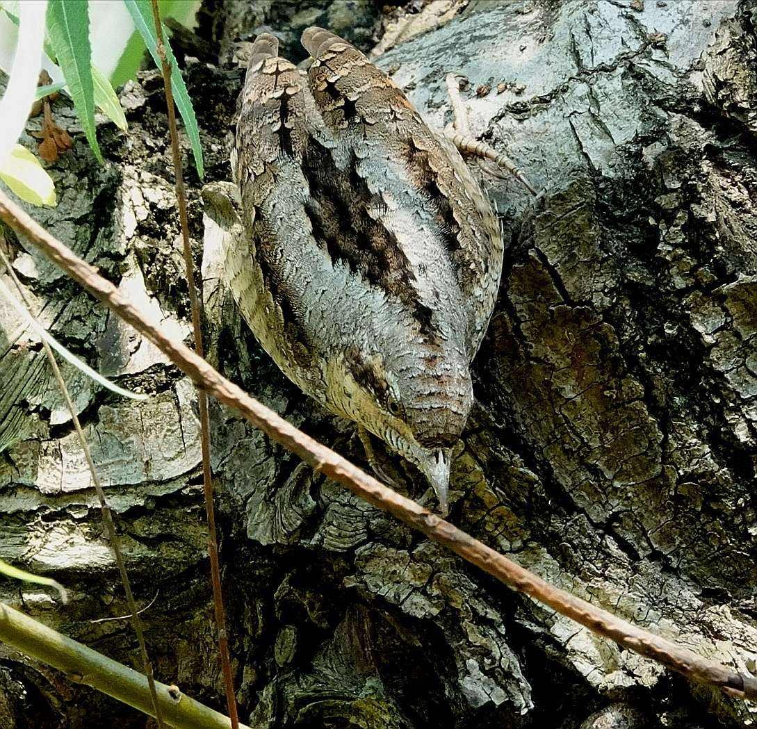 男子捡到怪鸟脖子,男子发现怪鸟在阳台脖子如纸片