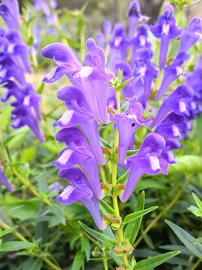 补水提拉紧致面膜一叶子,补水面膜胶原蛋白紧致抗皱10片装