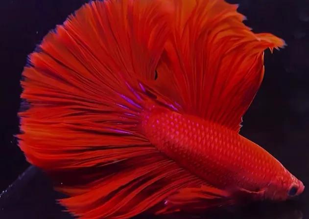 印尼斗鱼和泰国斗鱼的区别,印尼斗鱼能跟泰国斗鱼繁殖吗