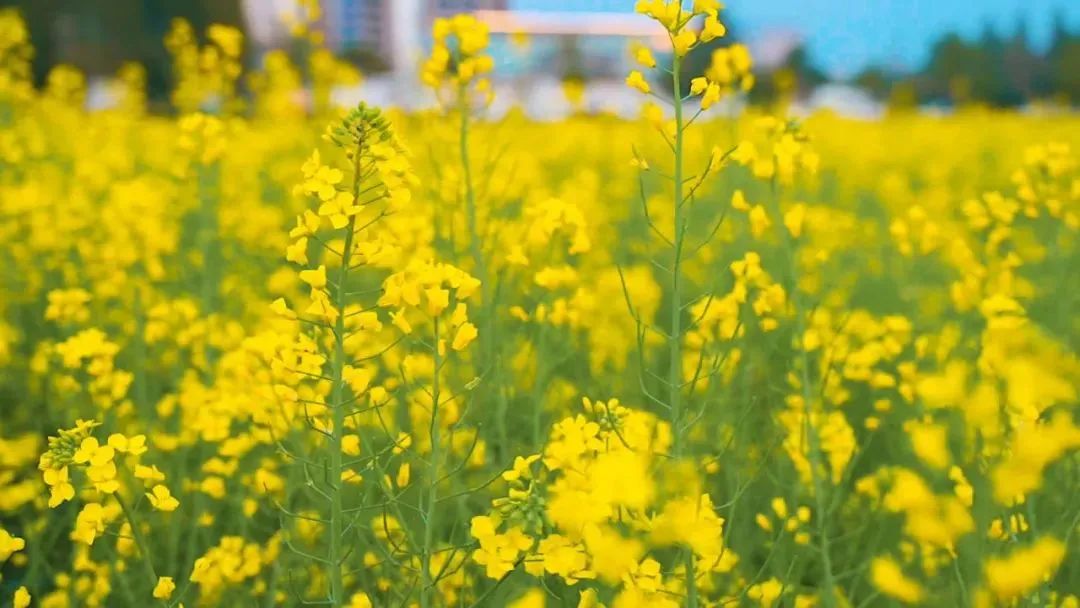 呈贡可以露营的公园,呈贡附近小众的露营地