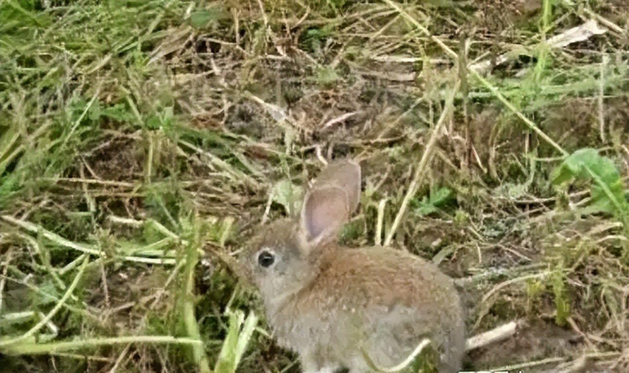 野外如何抓兔子,在野外怎么能逮到兔子
