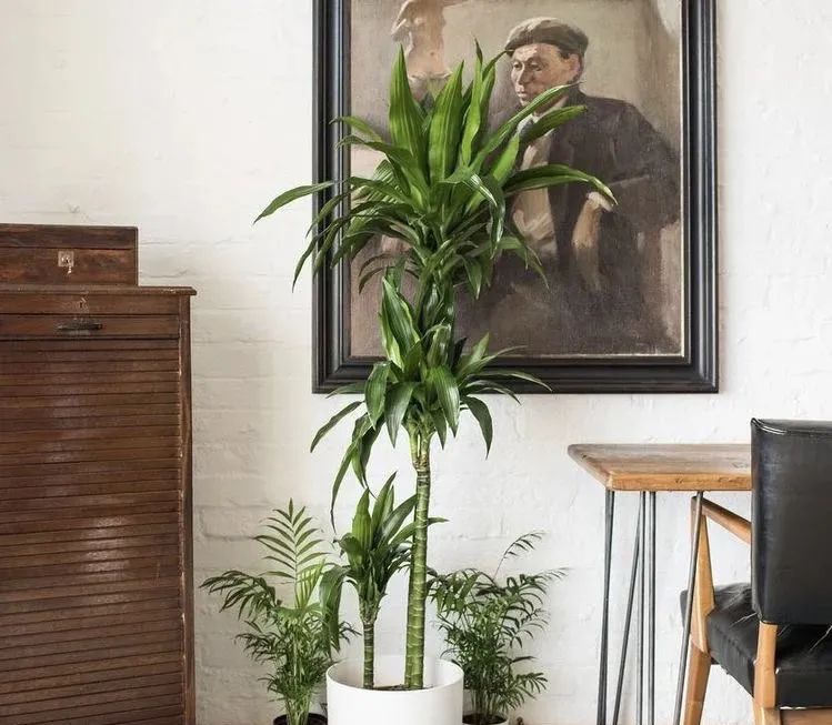 什么花室内最好养,什么花室内好养一年四季都不死