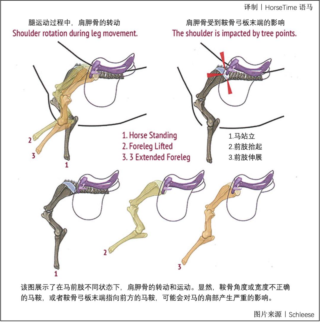 马鞍不匹配会带来哪些危害,马鞍不匹配会造成什么后果