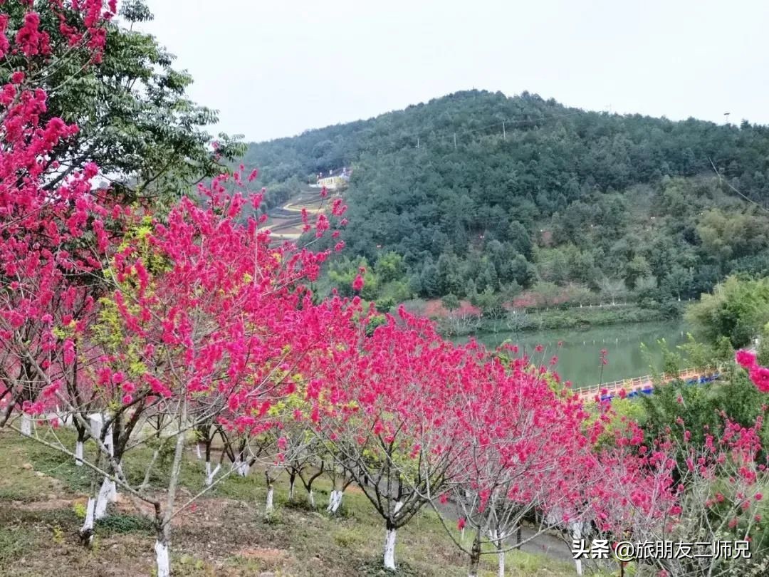 梅州4日3夜旅游路线攻略,春游去哪玩梅州樱花谷